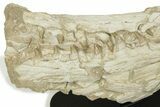 Impressive Fossil Dyrosaurus Rostrum - Morocco #227168-3